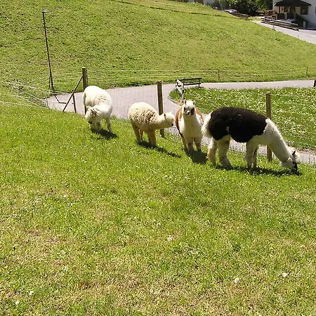 Haus Pinzger Apartment